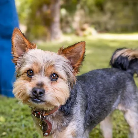 B&B Le Domaine Sainte Raffine, Piscine, Charme Et Insolite
